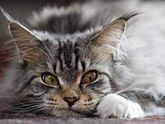 ДНЕВНИК КОТА