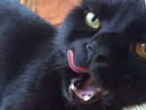 Знакомьтесь- это Василий Котофеевич😽😺😻