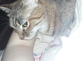 У меня кошка эгоистка