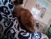 Все котики чувствуют