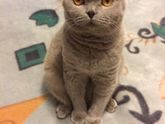 У кого вислоухие котята дома