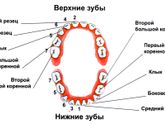 Десна чёрная