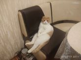 Отдадим кота.