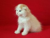 Ташкент! Продаю котиков!
