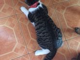 Кастрация кота😿🙀