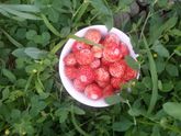 Хочется поделиться нашим первым урожаем ?