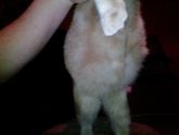 Моя беременная кошечка ждём