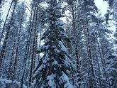 День седьмой. Эпилог. ❄❄❄