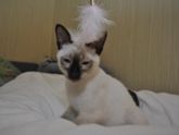 Меконгский бобтейл(Тайская кошка)