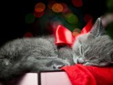 С новым годом!!!))) 🌺😊🎉🎄🎁❄