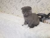 Висхоухий котенок.