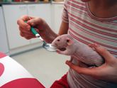 Какое животное лучше для детей?