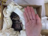 Снова выкинутые найденыши.