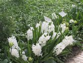 Ботанический сад МГУ. Ч.2