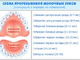 Зубки