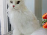 Ангорский кот Арни, 20 см