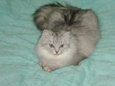 Кошка сошла сума