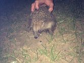 Вчера вечером сходили в