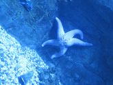 Автопутешествие к морю. Часть 3. Воронеж. Океанариум