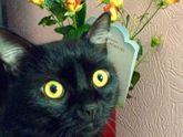 Знакомьтесь- это Василий Котофеевич😽😺😻