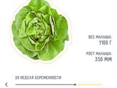 Сколько набрали за беременность?
