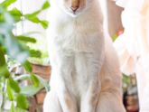 Страшная кошка