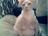 Иногда я похожа на кошечку, а Вы?