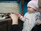 Любимая собачка