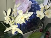 Девочки отдам почти даром, сколько дадите.