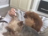А животные чувствуют?