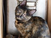Любители кошек ?