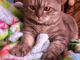 Домашние питомцы 🐱