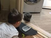 Котёнок.