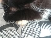 Мой котя))))