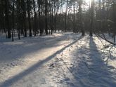 Как можно не ходить в лес!