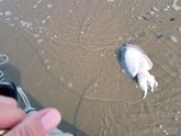 Сепия, которая устала жить..... 🦑