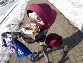 Весна идет, весне дорогу...