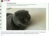Помогите пристроить кошку, может кто нибудь возьмёт к себе, срочно!!!