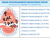 Зубки