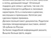 Шотландские котята.