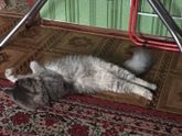 Воскресный позитиФ