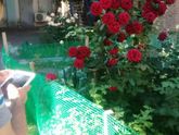 Наш папа