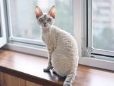 Выбор котёнка: Корниш или Девон Рексы