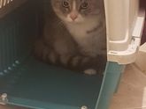 Кошка
