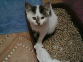 Не могу жалко ? котенка