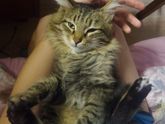 Кастрация кота😿🙀