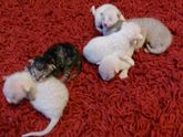 Наши котейки .