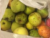 Поделюсь дачными яблоками