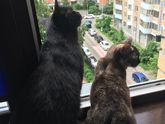 Моя кошка родила☺️У нас в семье приплод.