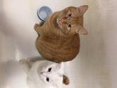 Кошатницы,подскажите)))